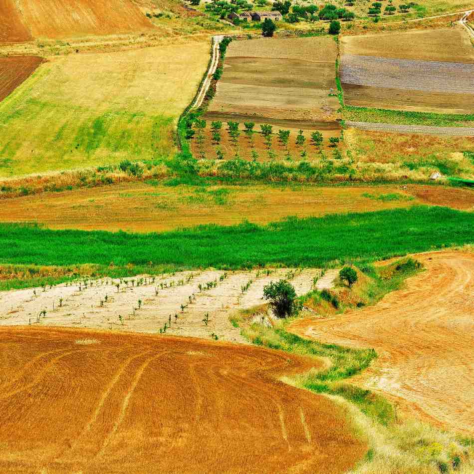 2 Gunthas Agricultural Land For sale in Peddapur